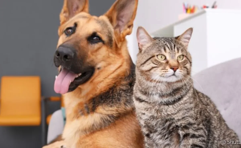 gato-e-cachorro-tem-depressao-descubra-se-o-transtorno-pode-afetar-seu-bichinho-de-estimacao