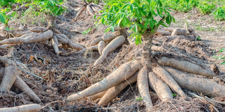growing-cassava-main